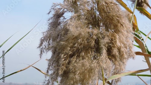 Phragmites Australis, commonly known as the common reed, which is a perennial grass found in wetlands