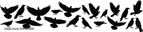 Large collection of black bird silhouettes, flying and perching crows ravens and pigeons vector icons for nature and gothic design projects,