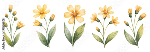 Botanical yellow buttercup blooms watercolor illustration on isolate white background.