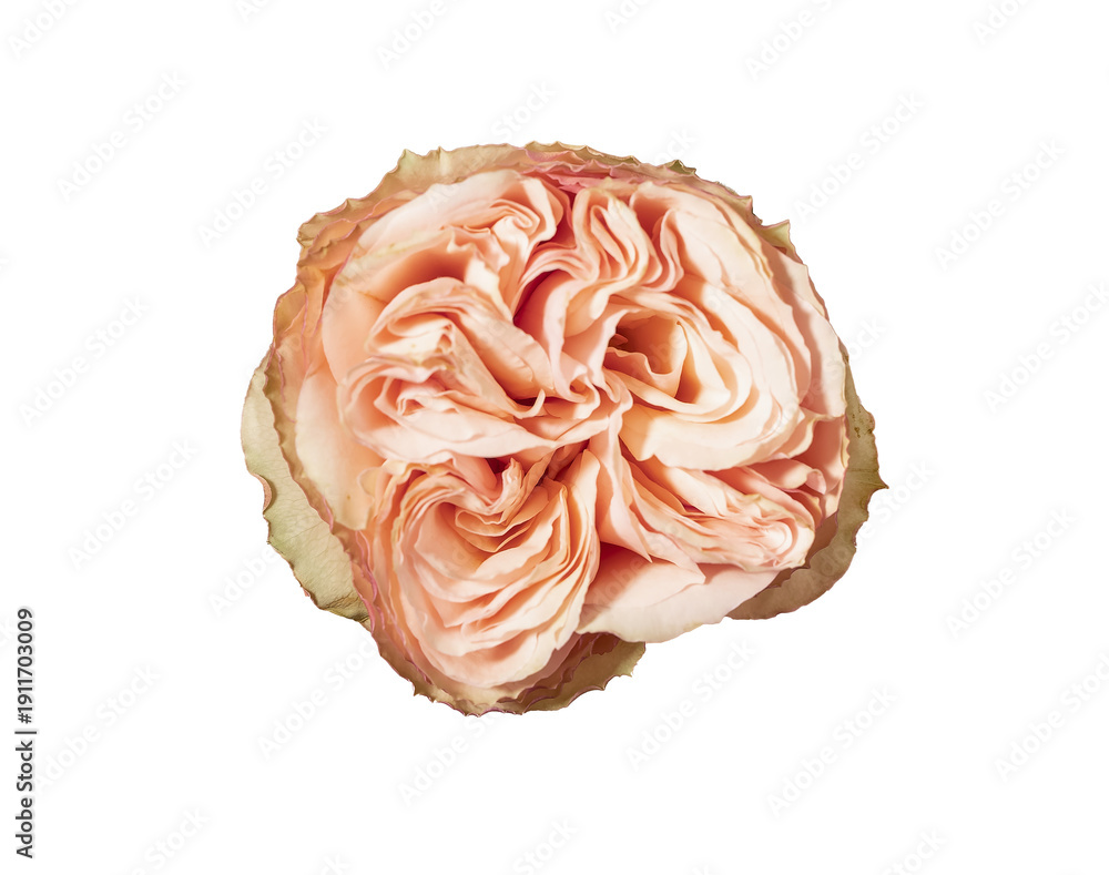 Obraz premium Peach coral rose, top above view. Rosa bloom topview isolated on white background. Layered petal