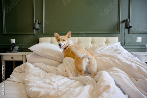 Fotografía A red corgi sits on a white bed in a hotel room