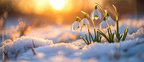 Spring snowdrops in a blooming spring meadow. Sunrise and sunset light on snowdrops covered in snow