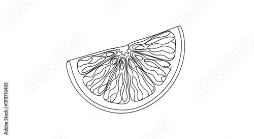 Detailed Line Drawing of a Citrus Fruit Slice.