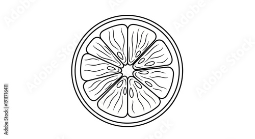Detailed Line Drawing of a Citrus Fruit Slice.