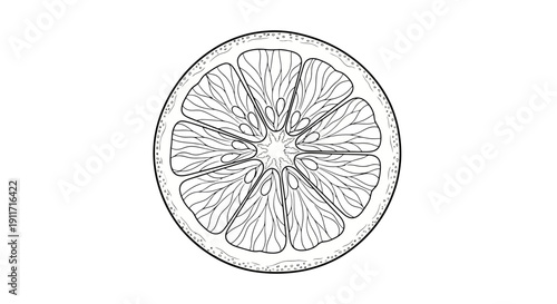 Detailed line drawing of a single grapefruit slice.