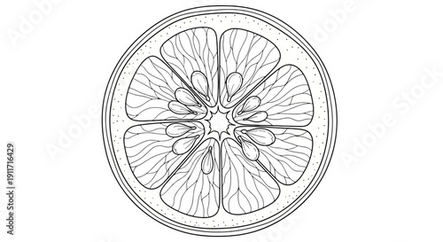 Detailed Outline Drawing of a Citrus Fruit Slice.