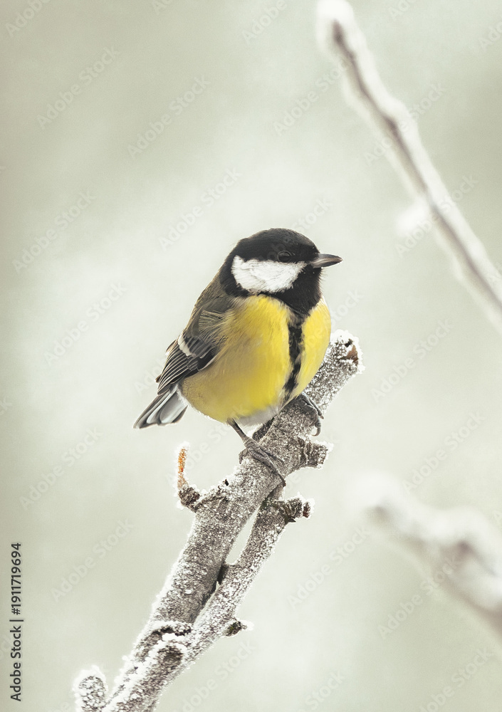 Obraz premium great tit on a branch