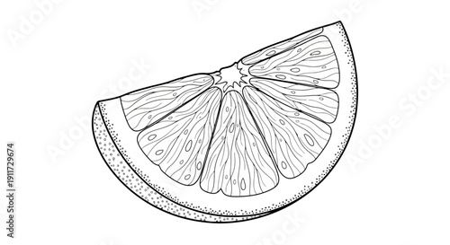 Hand drawn sketch of a single citrus fruit slice.