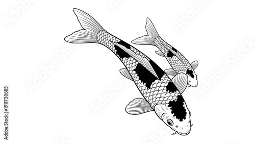 Two ornamental koi fish swimming in monochrome style against white background
