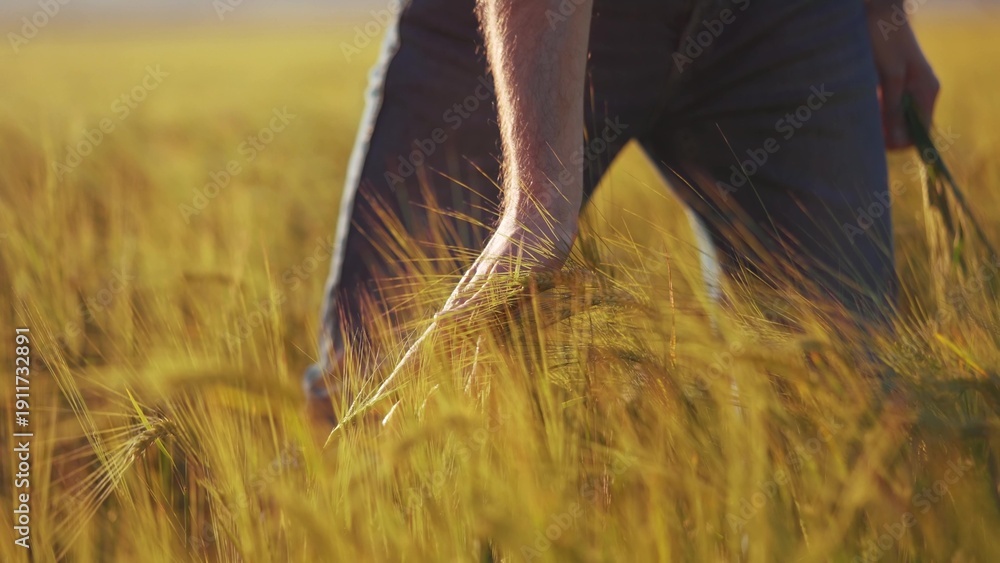 Naklejka premium male farmer stroking wheat sprouts in a big agricultural field. agriculture business farming concept. farm worker has grown wheat and checks the seeds and sprouts lifestyle golden wheat
