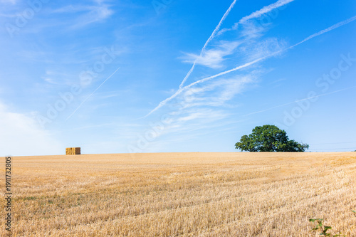 summer fields