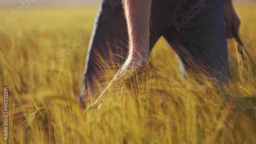 male farmer stroking wheat sprouts in a big agricultural field. agriculture business farming concept. farm worker has grown wheat and checks the seeds and sprouts lifestyle golden wheat