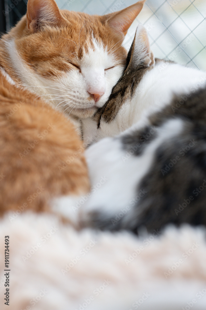 Obraz premium 窓辺で眠る可愛い二匹の猫