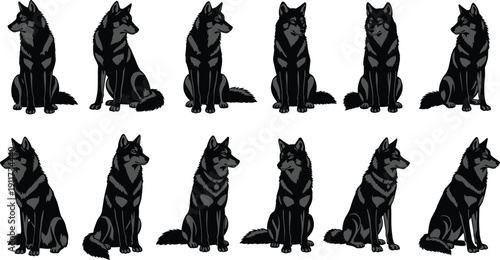 Black wolf sitting poses collection, wild animal vector illustration set, forest predator character design, multiple positions, isolated on white background