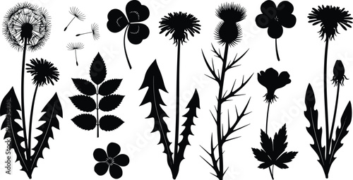 Botanical silhouette set with dandelion, wild herbs, leaves and flowers, black floral vector elements for nature design, engraving style, isolated on white background