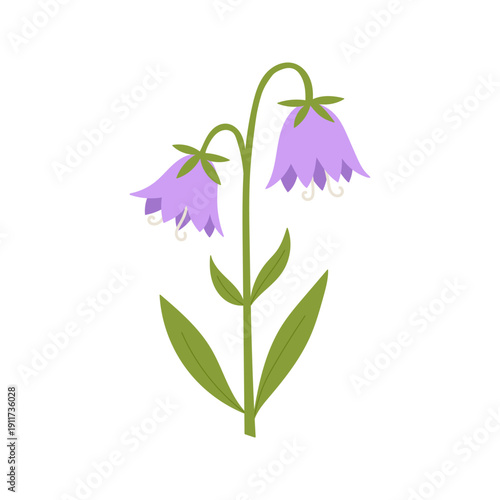 Bellflower campanula vector. Delicate bluebell wildflower isolated on white. Botanical spring summer nature element. Hand drawn flat floral blossom for garden wedding or Easter.