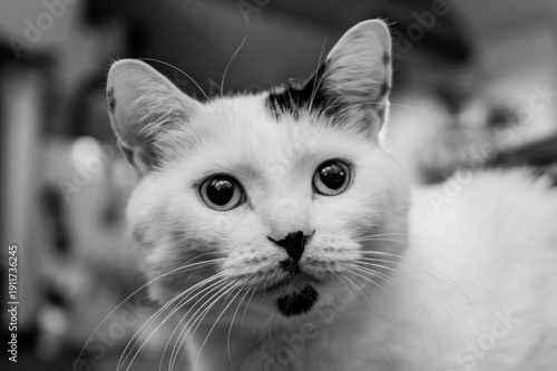 portrait of a cat