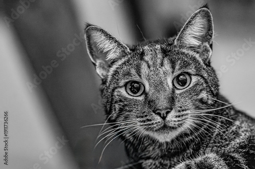 portrait of a cat