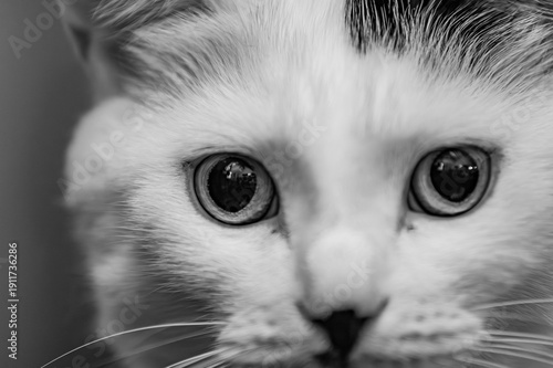 portrait of a cat