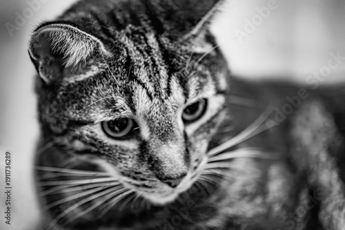 close up of a cat