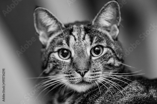 A tabby in black and white