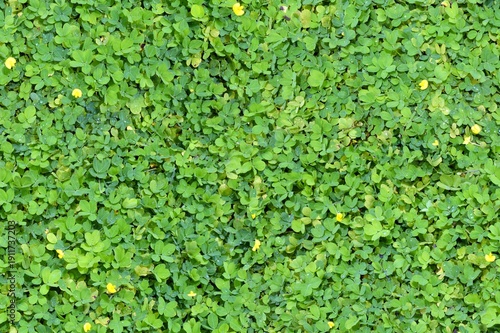 seamless green grass background