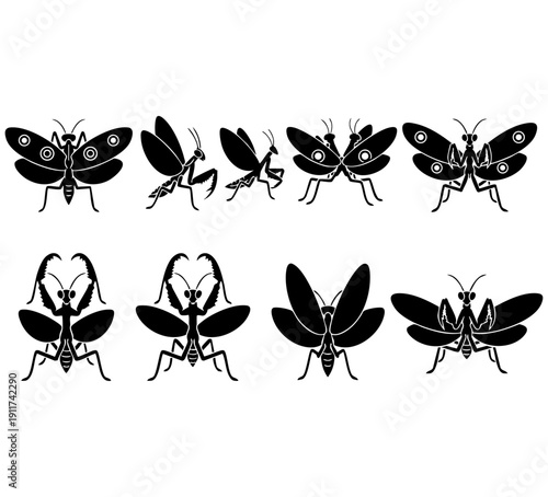 Orchid Mantis Stunning Eyespots & Flower Mimicry Close-Up