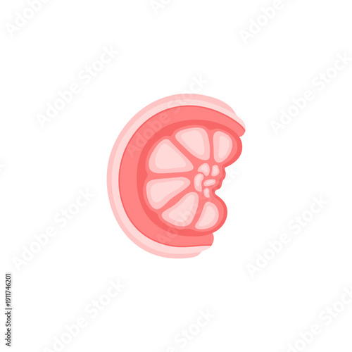 Structure of the Testis 