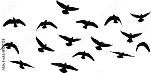 Flying bird silhouettes collection with different wing positions isolated on white background, black avian vector set for design and decoration