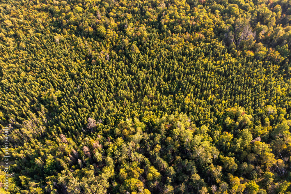 Φωτογραφία Aerial photo of a forest of trees in the country of Canada in the Autumn time sh