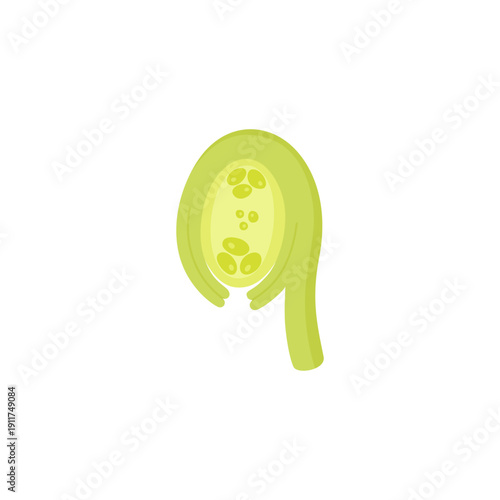 Illustration of Anatropous