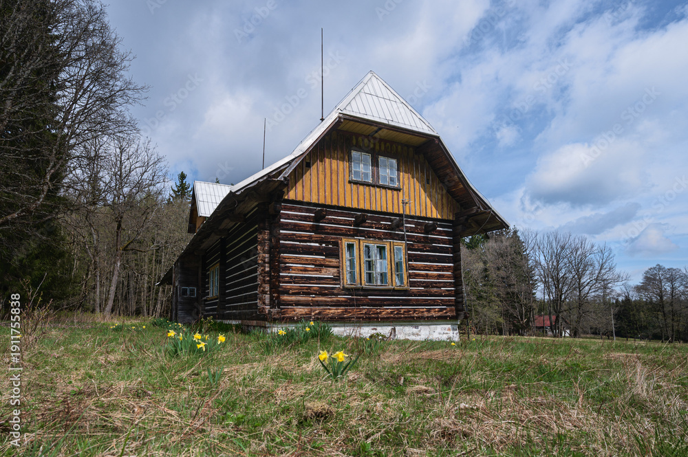 Fototapeta premium Abandoned wooden mountain cottage with blooming yellow daffodils