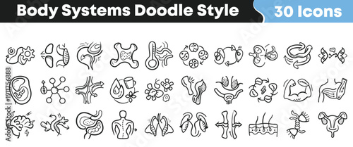 Thirty hand drawn doodle style icons representing various complex human body systems and anatomical concepts for medical illustration projects