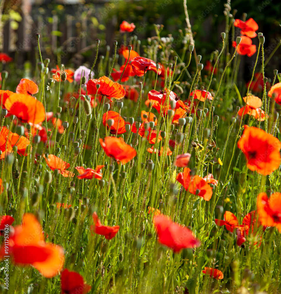 Obraz premium Vibrant Red Poppies Blooming in a Sunny Summer Field