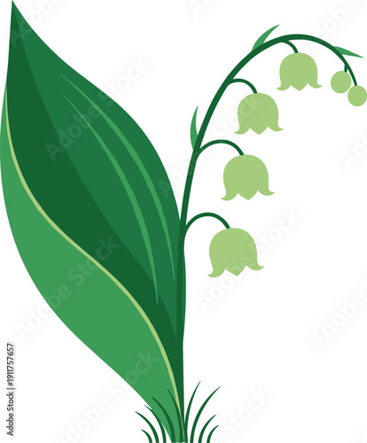 Minimal lily of the valley flower illustration, green leaves and delicate bell blooms, botanical spring nature design for branding, packaging, web use