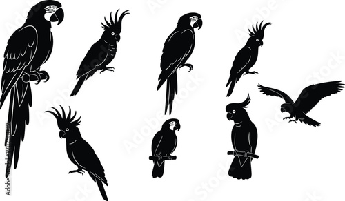 Parrot and cockatoo silhouettes collection with perched and flying poses isolated on white background, tropical bird vector set for design