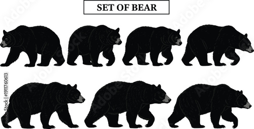 Set of black bear illustrations in various walking poses, hand drawn grizzly wildlife silhouettes, powerful forest animal icons isolated on white background, vector.
