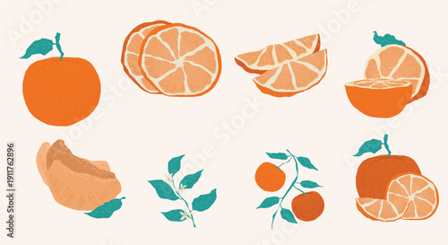 Hand Drawn Orange Fruit Vector Illustration Set with Slices and Leaves