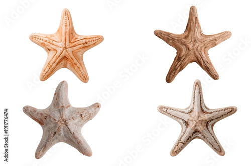 driftwood sea creatures set.Driftwood marine design elements