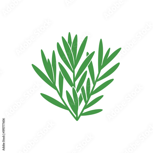 Tarragon Herb with Compact Leaf Cluster Decorative Flat 2D Botanical Vector Illustration