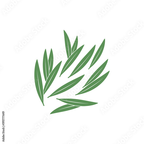 Tarragon Leaves Arranged Diagonally, Loose Botanical Herb 2D Vector Illustration