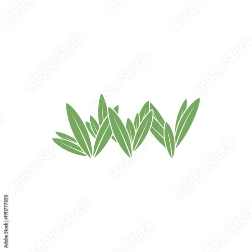 Tarragon Leaves Arranged in Zigzag Pattern, Decorative Botanical Herb 2D Vector Art