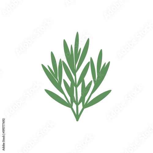 Tarragon Leaves Arranged Upward Compact Fresh Culinary Herb Vector Illustration