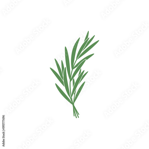 Tarragon Leaves Arranged Upward Flow Elegant Culinary Herb Botanical Vector