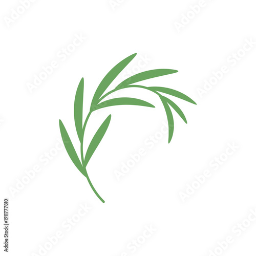 Tarragon Leaves Forming Organic Curve Botanical Herb Illustration Green Garden Foliage
