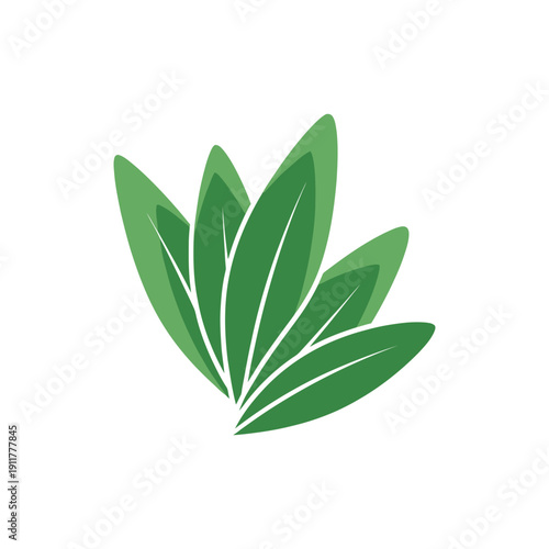 Tarragon Leaves Layered in Depth Botanical Herb Illustration Fresh Green Leafy Foliage