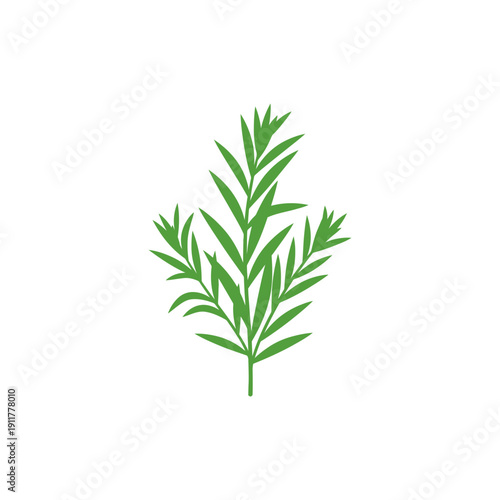 Tarragon Plant with Balanced Flat Proportions Symmetrical Botanical Vector Illustration