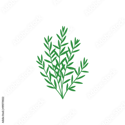 Tarragon Plant with Alternating Leaf Sizes Detailed Botanical Vector Illustration