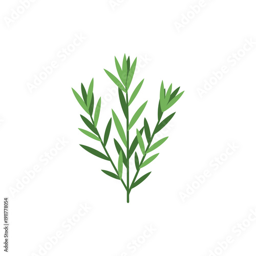 Tarragon Plant Mid Growth Clean Vector Botanical Illustration for Herbs