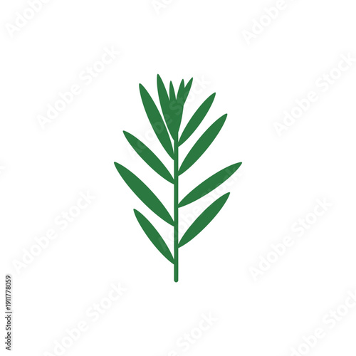 Tarragon Plant with Balanced Symmetry Detailed Botanical Vector Illustration